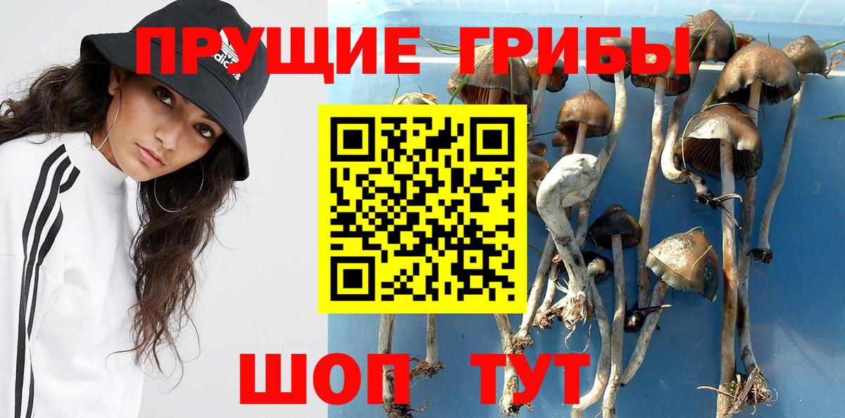 Псилоцибиновые грибы GOLDEN TEACHER Нефтекумск